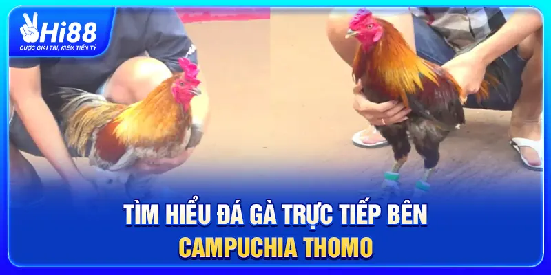 Tìm hiểu đá gà trực tiếp bên Campuchia Thomo